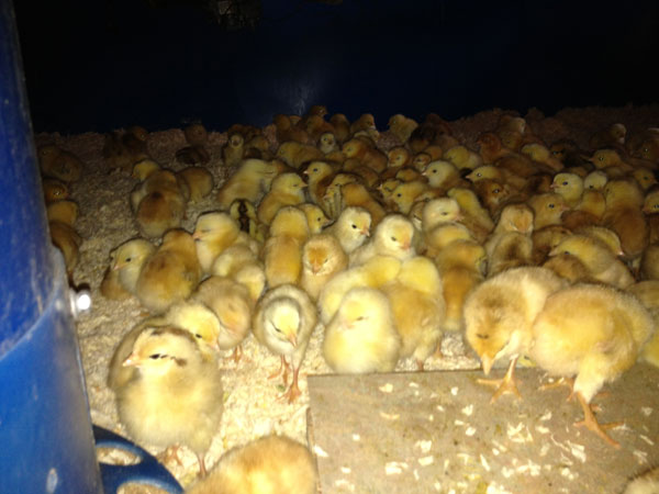 chicks